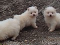 pup-3