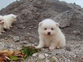 pups-4