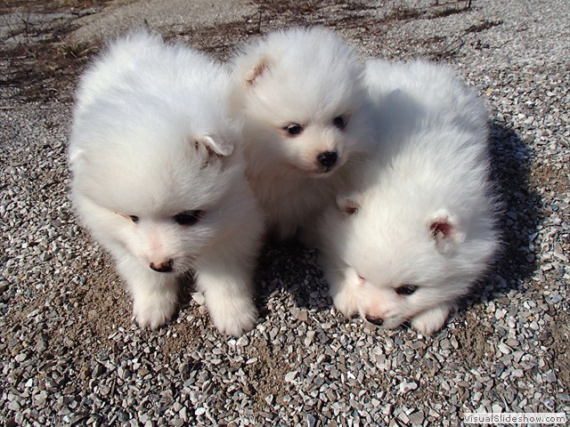 ms-6wks-pups1