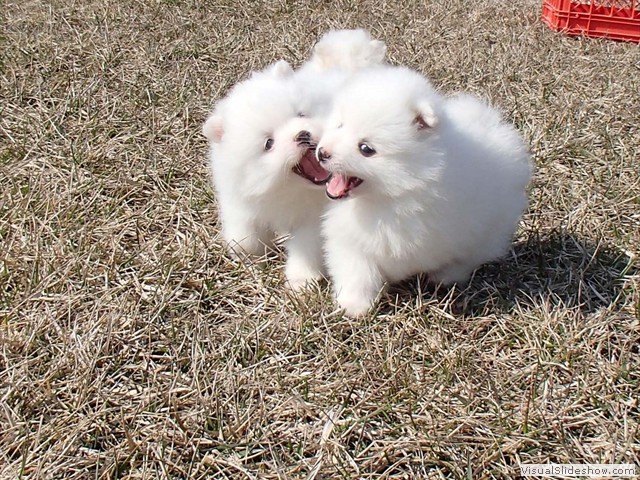 ms-6wks-pups11