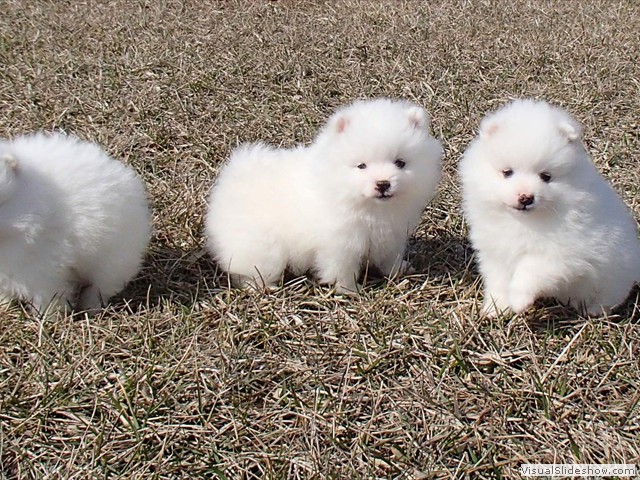 ms-6wks-pups2