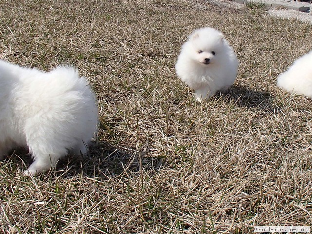 ms-6wks-pups4