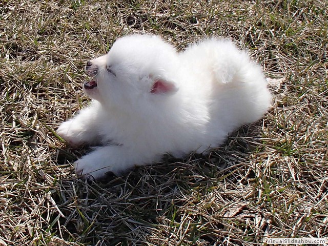 ms-6wks-pups5