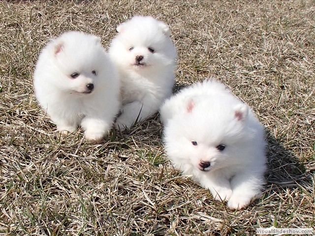 ms-6wks-pups7