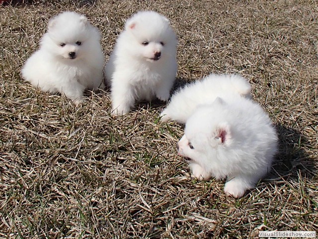 ms-6wks-pups8