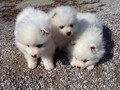 ms-6wks-pups1