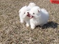 ms-6wks-pups11