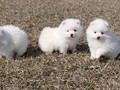 ms-6wks-pups2