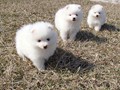 ms-6wks-pups3