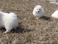 ms-6wks-pups4