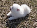 ms-6wks-pups5