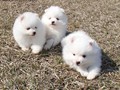 ms-6wks-pups7
