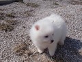 ms-6wks-pups9