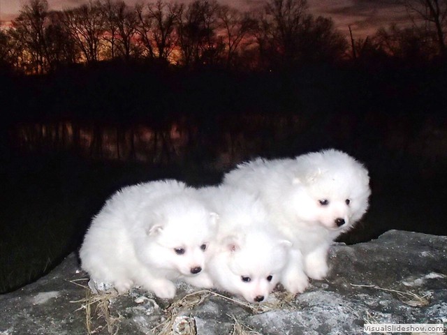 pups-1