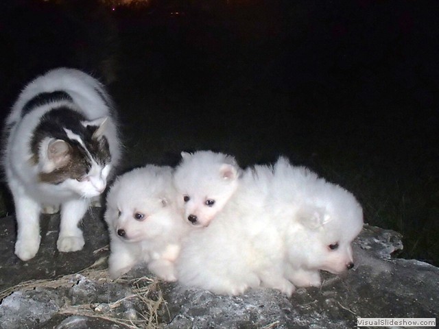 pups-2