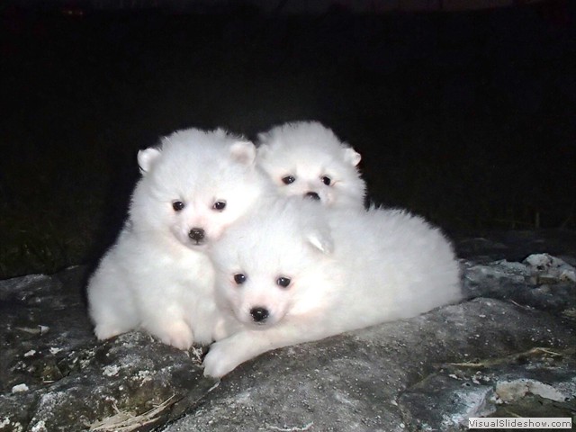pups-3