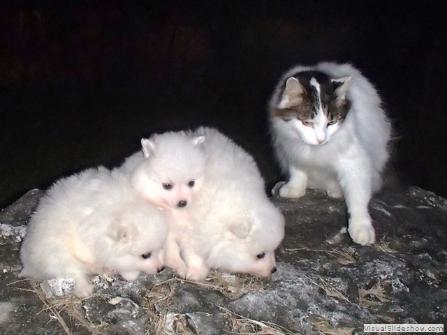pups-4