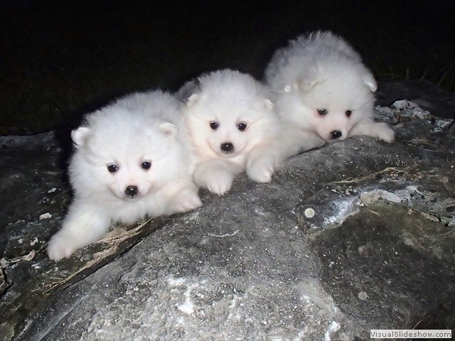 pups-5