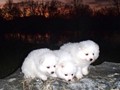 pups-1