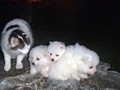 pups-2