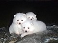 pups-3