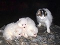 pups-4
