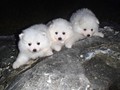 pups-5