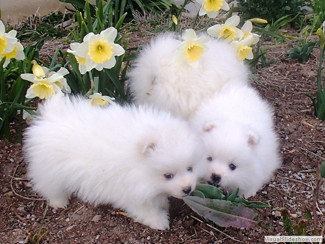 ms-7wks-pups1