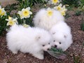 ms-7wks-pups1