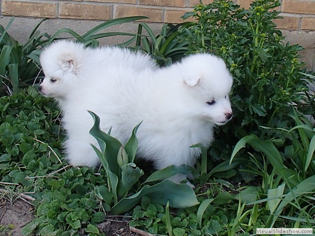 pups-1