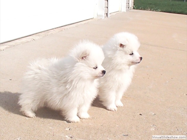 pups-2