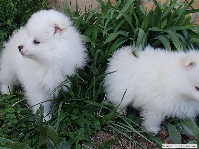 pups-4