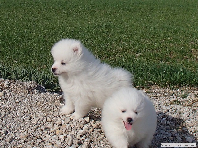 pups-5