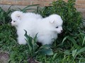 pups-1