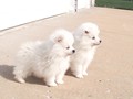 pups-2