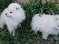 pups-4