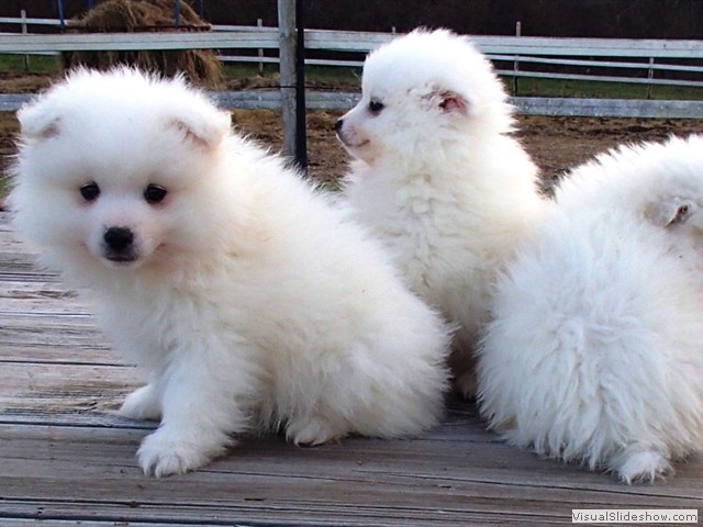 pups-1