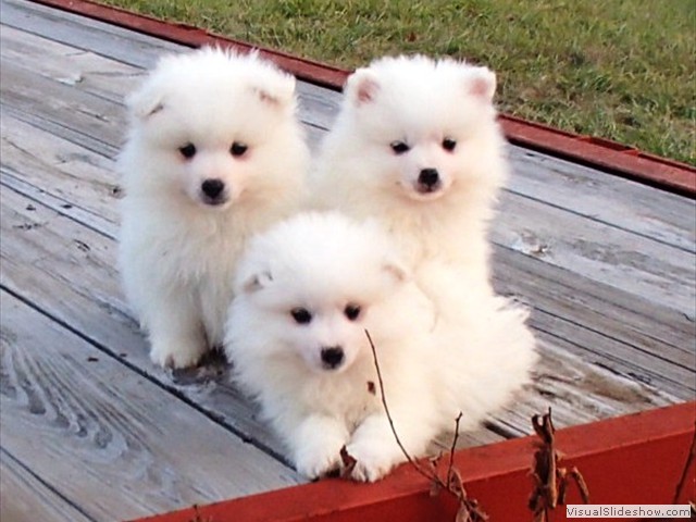 pups-2