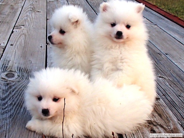 pups-3