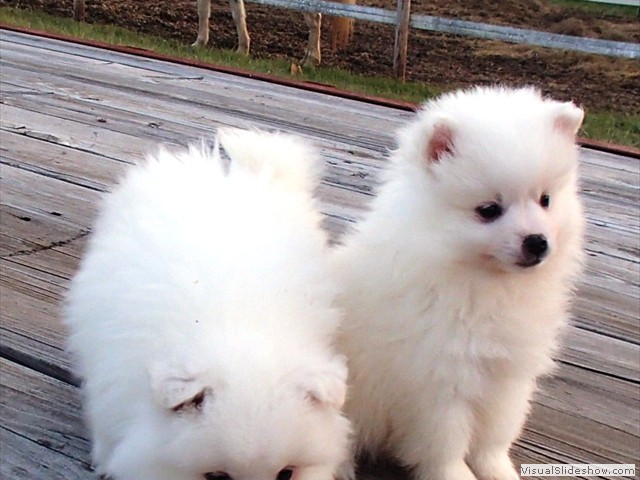 pups-4