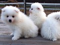 pups-1