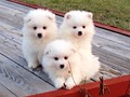 pups-2