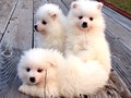 pups-3