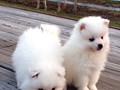 pups-4