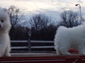 pups-5
