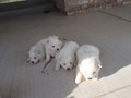 Ruby boys