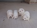 Ruby boys 2