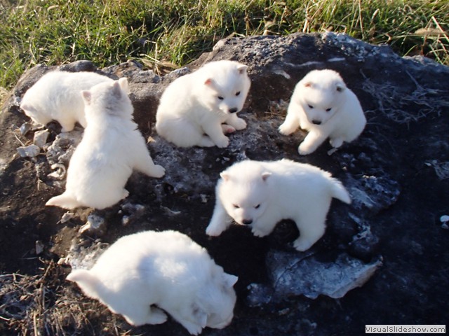 pup-10