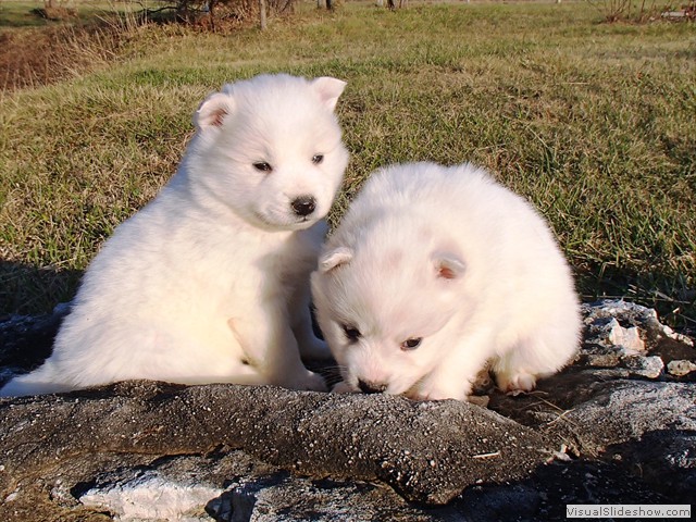 pup-9