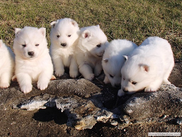 pups-1